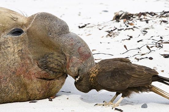 Elephant seal